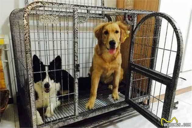 狗狗会做这5件事，说明它的智商很高，不训练就浪费了