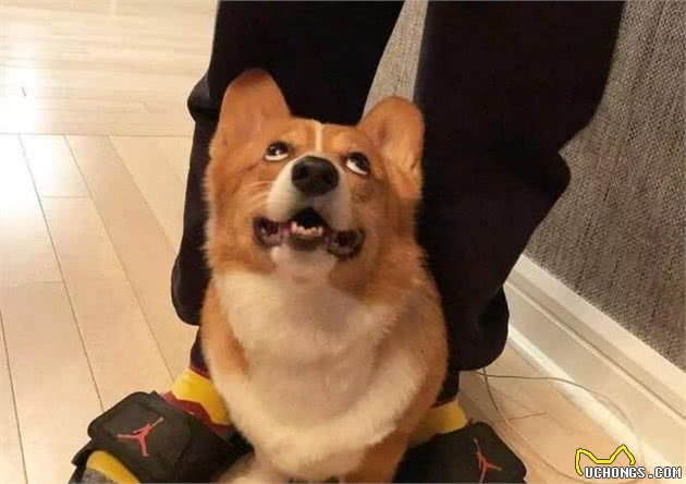 狗狗会做这5件事，说明它的智商很高，不训练就浪费了