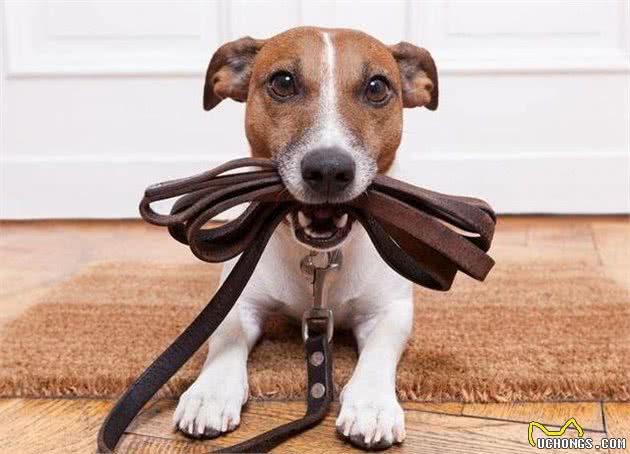 狗狗会做这5件事，说明它的智商很高，不训练就浪费了