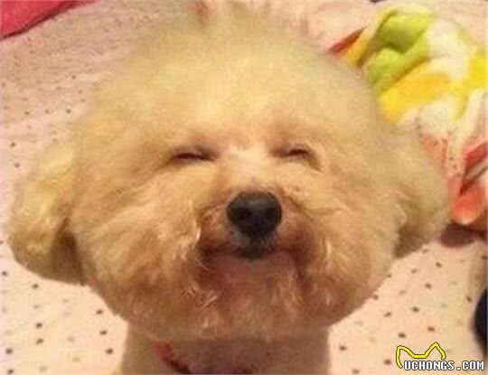 狗狗会做这5件事，说明它的智商很高，不训练就浪费了