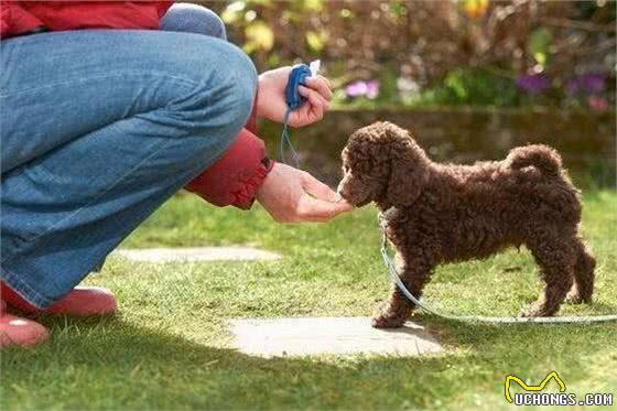 狗狗会做这5件事，说明它的智商很高，不训练就浪费了