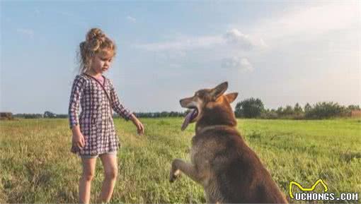 你训不好的狗，为什么训犬师一训就好？莫非他们打狗了？