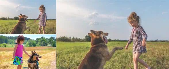 你训不好的狗，为什么训犬师一训就好？莫非他们打狗了？