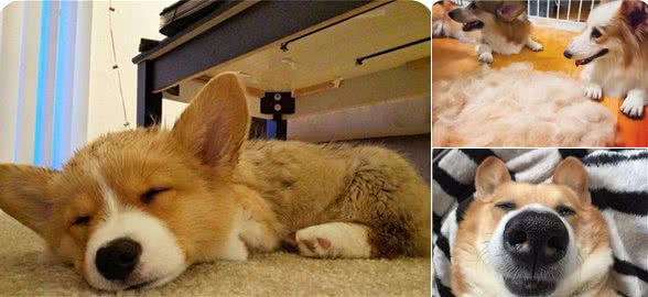柯基犬的8大缺陷，入手柯基犬要谨慎