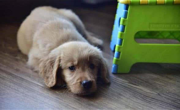 狗得了犬细小怎么办，你知道吗？