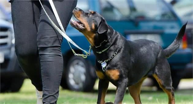 一只狗狗需要训练多久？训犬师说要终身训练，事实真是如此吗？