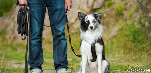 一只狗狗需要训练多久？训犬师说要终身训练，事实真是如此吗？