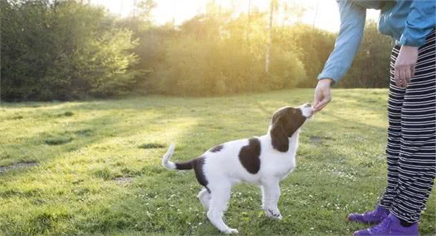 主人常用的5个训犬方法，多是错的，怪不得狗狗不听话