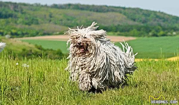 每天认识一种宠物犬匈牙利牧羊犬，好大一坨拖把