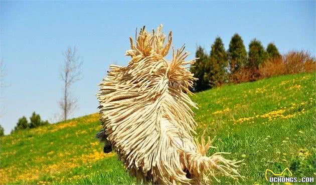 每天认识一种宠物犬匈牙利牧羊犬，好大一坨拖把