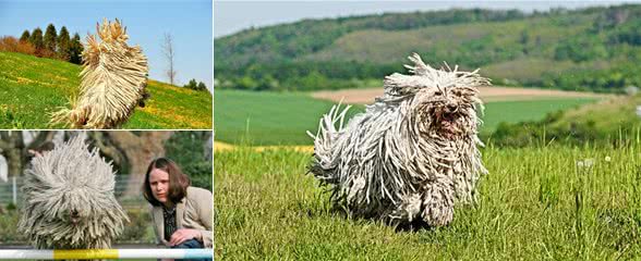 每天认识一种宠物犬匈牙利牧羊犬，好大一坨拖把