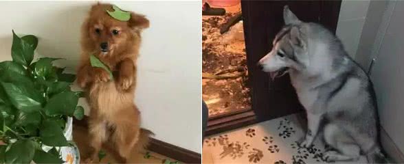 这4种教育狗狗的方式，能让它们不再犯错，你觉得哪一个好？