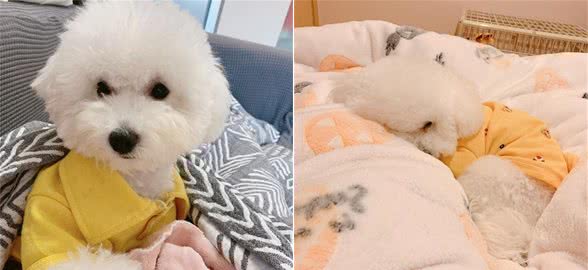 狗狗缺钙！教你轻松解决狗狗缺钙