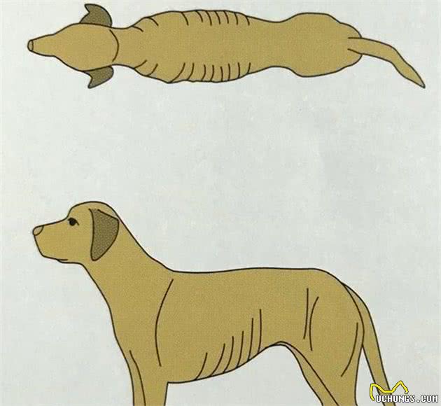 狗狗营养不良标准并不是只有一种，需从体况评分等七种判别指标出发