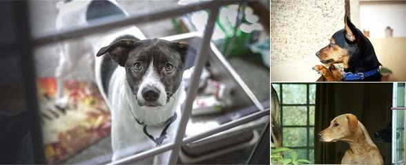 狗狗能独处多少小时？幼犬成犬老年犬都不同，主人最好分清楚
