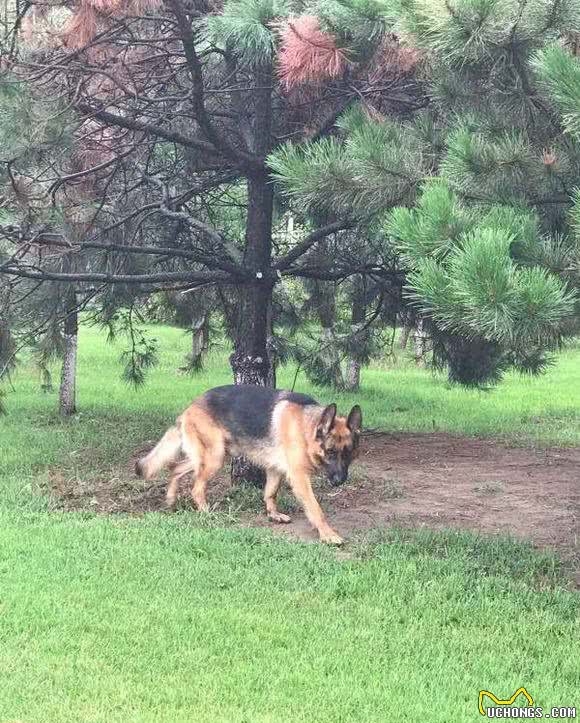 两年半的德牧犬，居然成了一只杀手，伤心