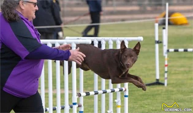 敏捷训练其实不只是品种犬专属，它有五个好处，值得主人去尝试一下