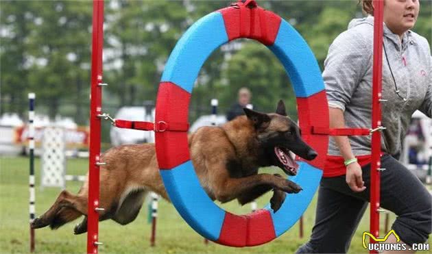 敏捷训练其实不只是品种犬专属，它有五个好处，值得主人去尝试一下