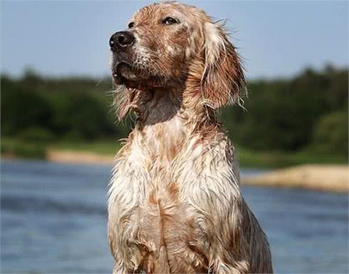 英国雪达犬怎么养不同年龄段饲养方法不同