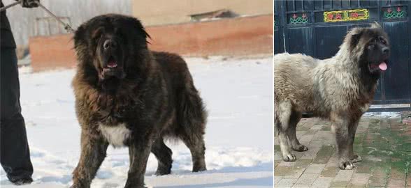 吃肉不吐骨头的高加索犬，才是养狗男士的首选！