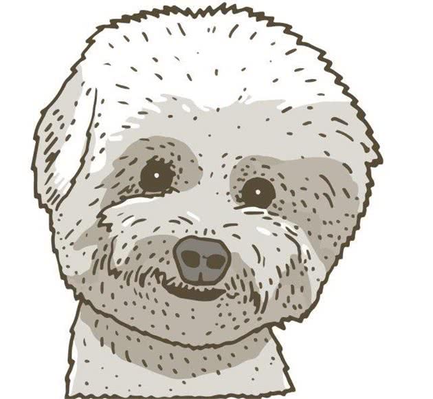 教你挑选一只品相好的比熊幼犬