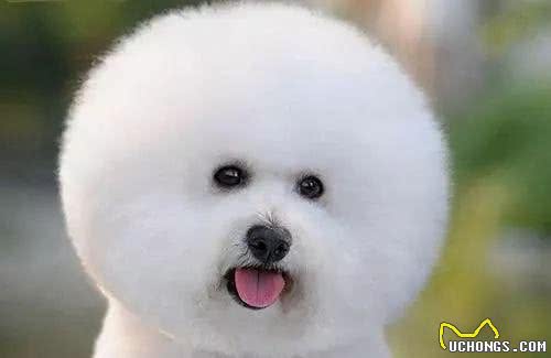 教你挑选一只品相好的比熊幼犬