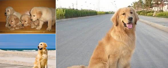 金毛犬的饲养