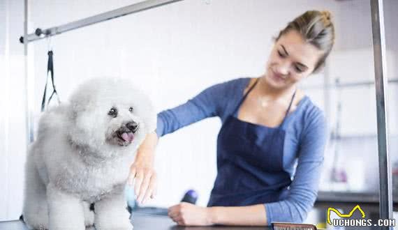 如何让比熊犬安度晚年