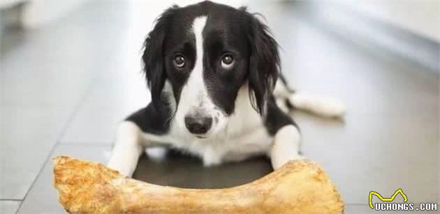 面对犬护食，你了解多少，这3个真相你记住了吗