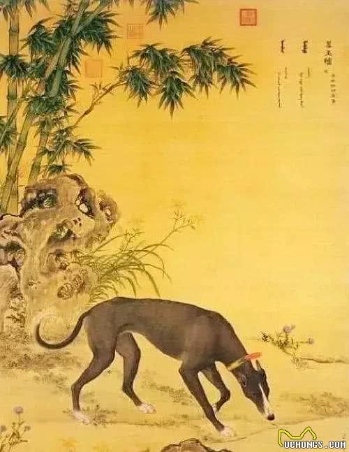 长安十二时辰中出现的中国古皇家猎犬