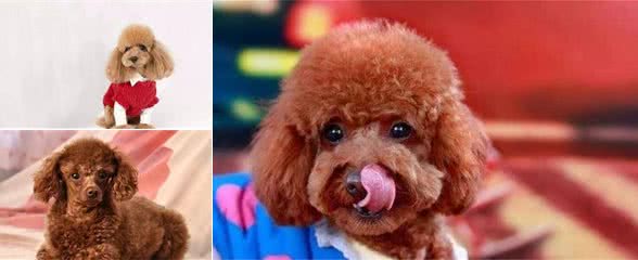 养泰迪犬的注意事项,这些方面比较重要