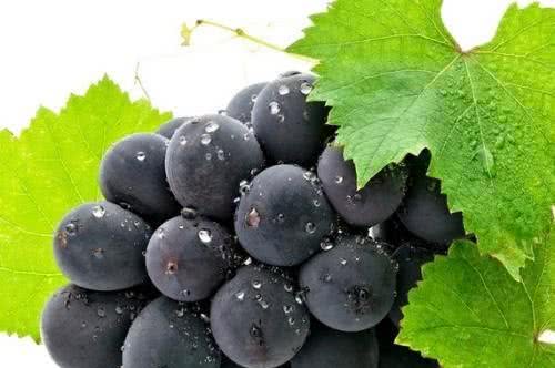 各位铲屎官注意了!狗狗要远离的5种食物!禁食&宜食全把握