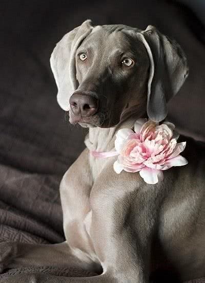 贵族化的威玛猎犬竟是这么美，一般狗狗比不起