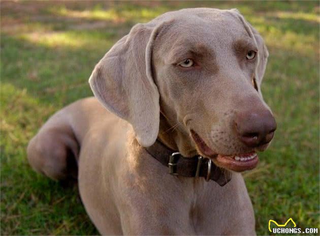 贵族化的威玛猎犬竟是这么美，一般狗狗比不起