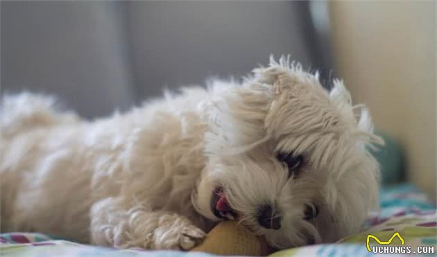 纯种比熊犬都具备的5大特点，快来看看你家的有没有