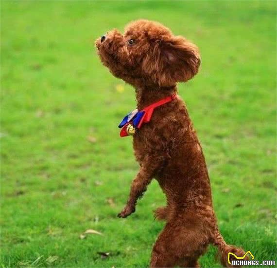 高智商的泰迪犬会有这些行为，你家泰迪犬有吗？