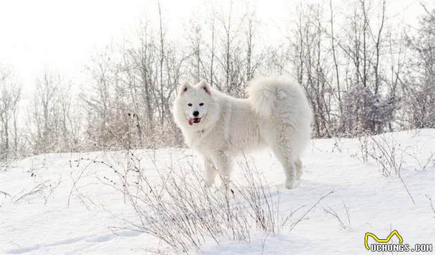 想养雪橇犬？三个常见品种要认识　外形性格怎分辨？