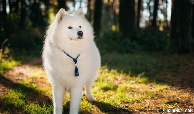 想养雪橇犬？三个常见品种要认识　外形性格怎分辨？