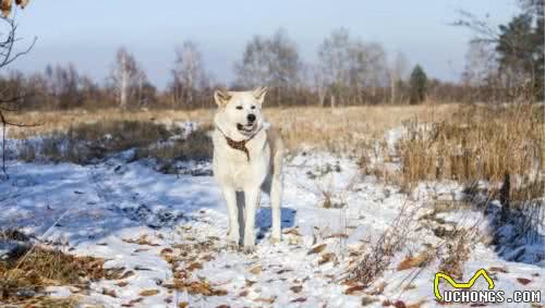 十大最抗冻狗狗排名雪橇三傻居然只有哈士奇上榜