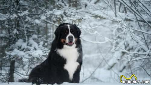 十大最抗冻狗狗排名雪橇三傻居然只有哈士奇上榜