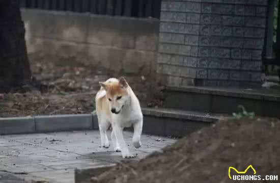 史上最牛逼遛狗大法！7招教你化身优雅遛狗官