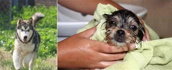 给犬犬洗脸的方法以及注意事项，别再让你的犬受伤
