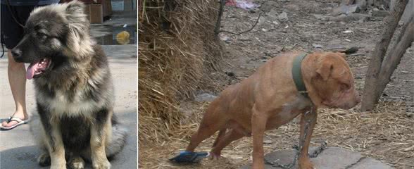 30公斤的美国比特可完胜世界最重75公斤高加索犬