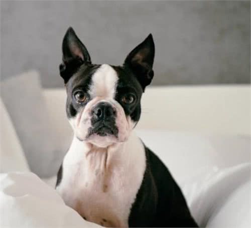 如何解决狗狗在室内随地排便的问题?室内、室外训练都必不可少