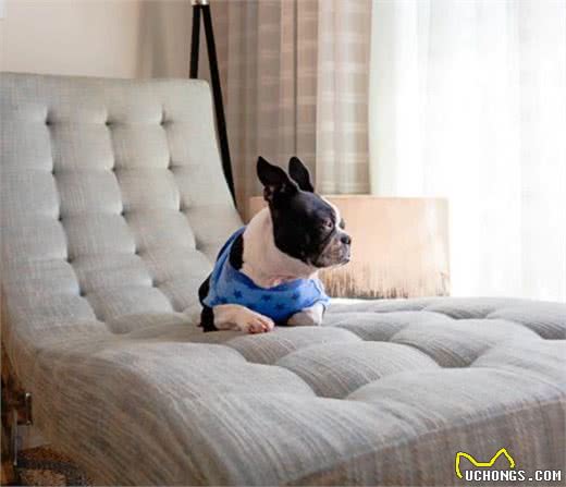 如何解决狗狗在室内随地排便的问题?室内、室外训练都必不可少