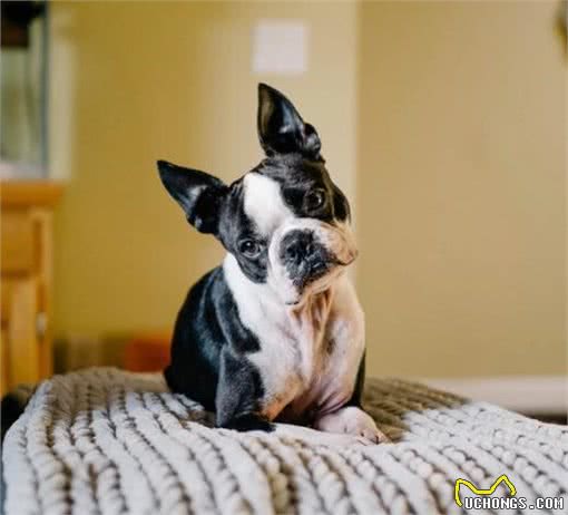 如何解决狗狗在室内随地排便的问题?室内、室外训练都必不可少