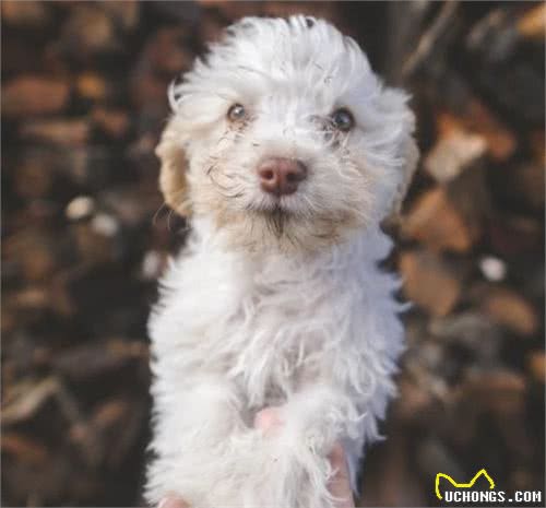 如何解决狗狗在室内随地排便的问题?室内、室外训练都必不可少