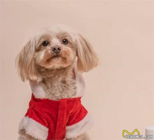 如何解决狗狗在室内随地排便的问题?室内、室外训练都必不可少