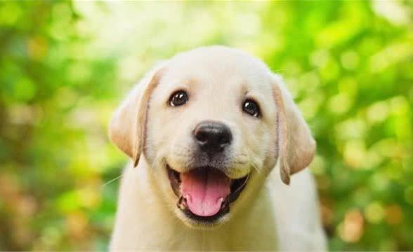 犬和狗有区别吗？真相是这样的