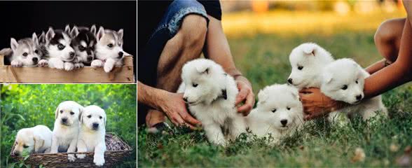 不会挑“幼犬”怎么办？学会这五招，教你挑一只健康的狗狗